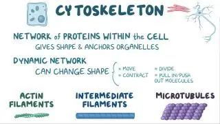 Cytoskeleton and intracellular motility