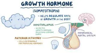 ipamorelin inhibits somatostatin Growth hormone and somatostatin: Video, Causes, & Meaning