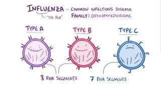 Orthomyxoviruses Notes: Diagrams & Download PDF | Osmosis