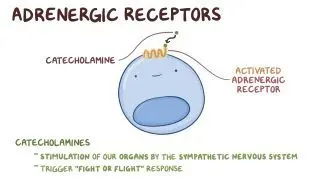 Adrenergic receptors