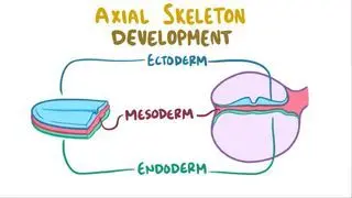 Development of the axial skeleton