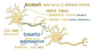 Somatosensory receptors