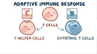 B and T cells Notes: Diagrams & Download PDF | Osmosis