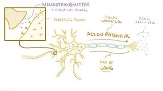 Anatomy and Physiology of the Nervous System Notes: Diagrams & Download ...