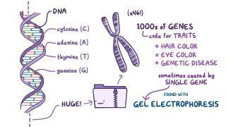 Gel electrophoresis and genetic testing