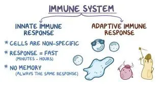 Innate immune system