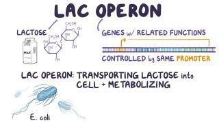 Lac operon
