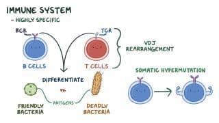 B and T cells Notes: Diagrams & Download PDF | Osmosis