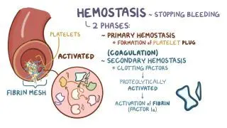 Coagulation (secondary hemostasis)