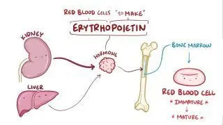 Erythropoietin