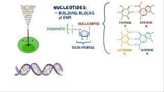 Polymerase chain reaction (PCR) and reverse-transcriptase PCR (RT-PCR)