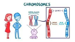 Independent assortment of genes and linkage