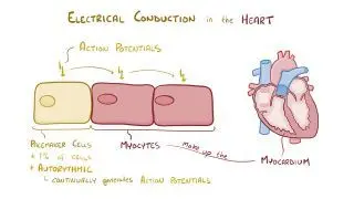 Cardiac conduction system