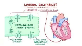 Excitability and refractory periods