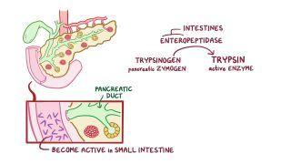 Pancreatic secretion