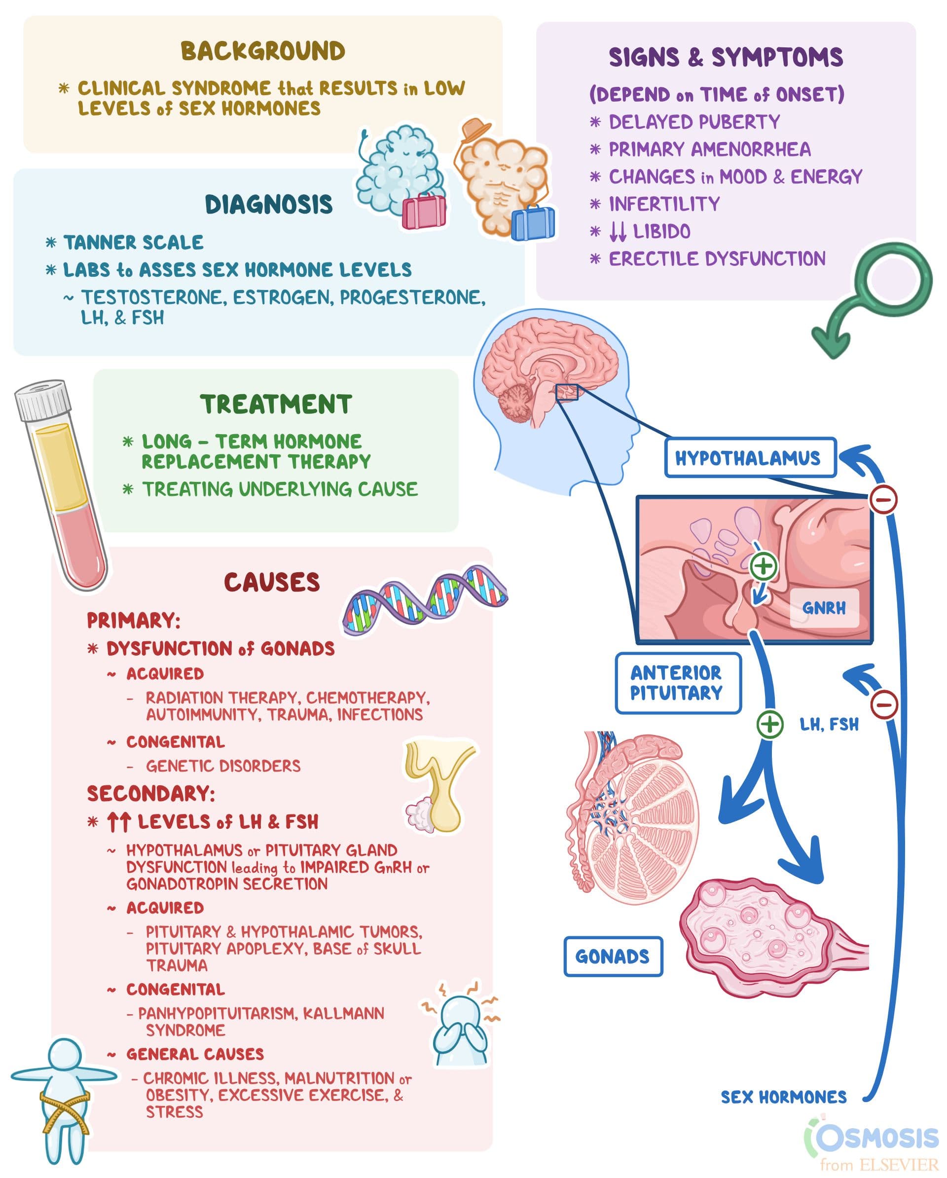 Hypogonadism: What Is It, Causes, Signs and Symptoms, and More | Osmosis