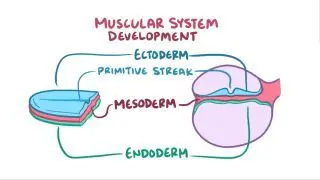 Development of the muscular system