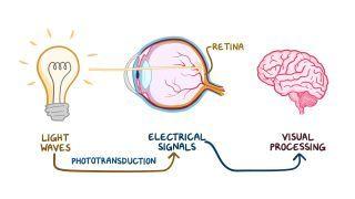 Optic pathways and visual fields