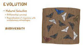 Evolution and natural selection