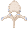 Thoracic spine