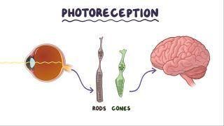 Photoreception