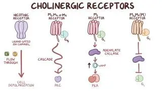 Cholinergic receptors