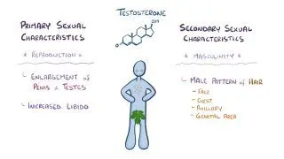 Testosterone