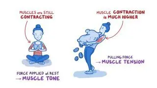 Muscle contraction