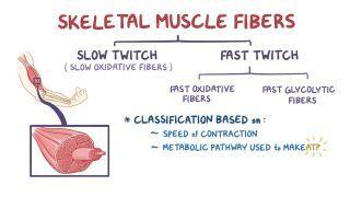 Slow twitch and fast twitch muscle fibers