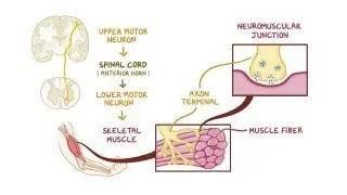 Sliding filament model of muscle contraction