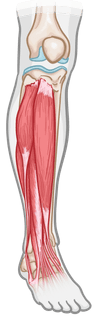 Lower limbs