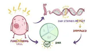 DNA damage and repair