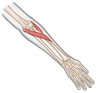 Upper limbs