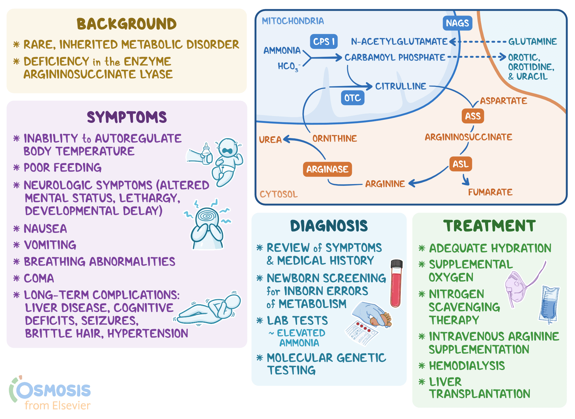 An infographic detailing argininosuccinic aciduria