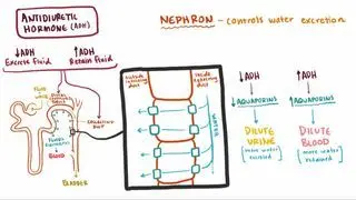 Hyperpituitarism and hypopituitarism Notes: Diagrams & Download PDF ...