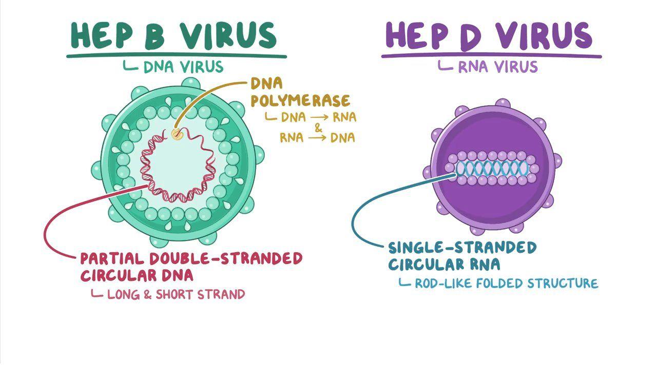 hepatitis-b-illustrations-royalty-free-vector-graphics-clip-art-istock