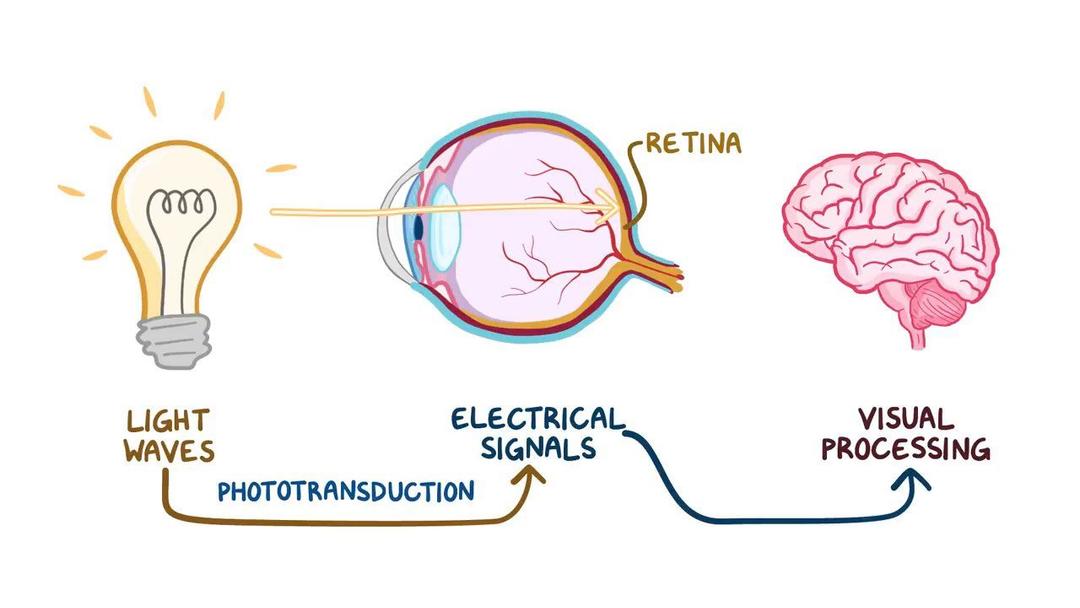 Optic pathways and visual fields: Video & Anatomy | Osmosis