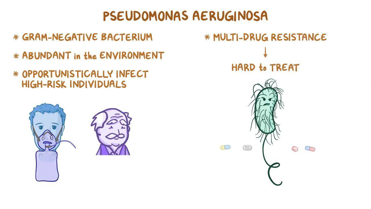 Pseudomonas aeruginosa Video, Anatomy & Definition Osmosis