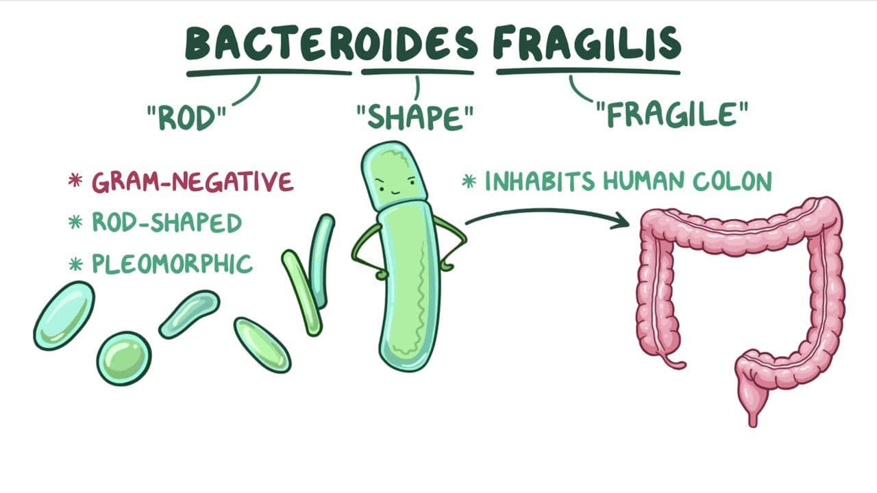 Bacteroides fragilis: Vídeo, Anatomía & Definición | Osmosis