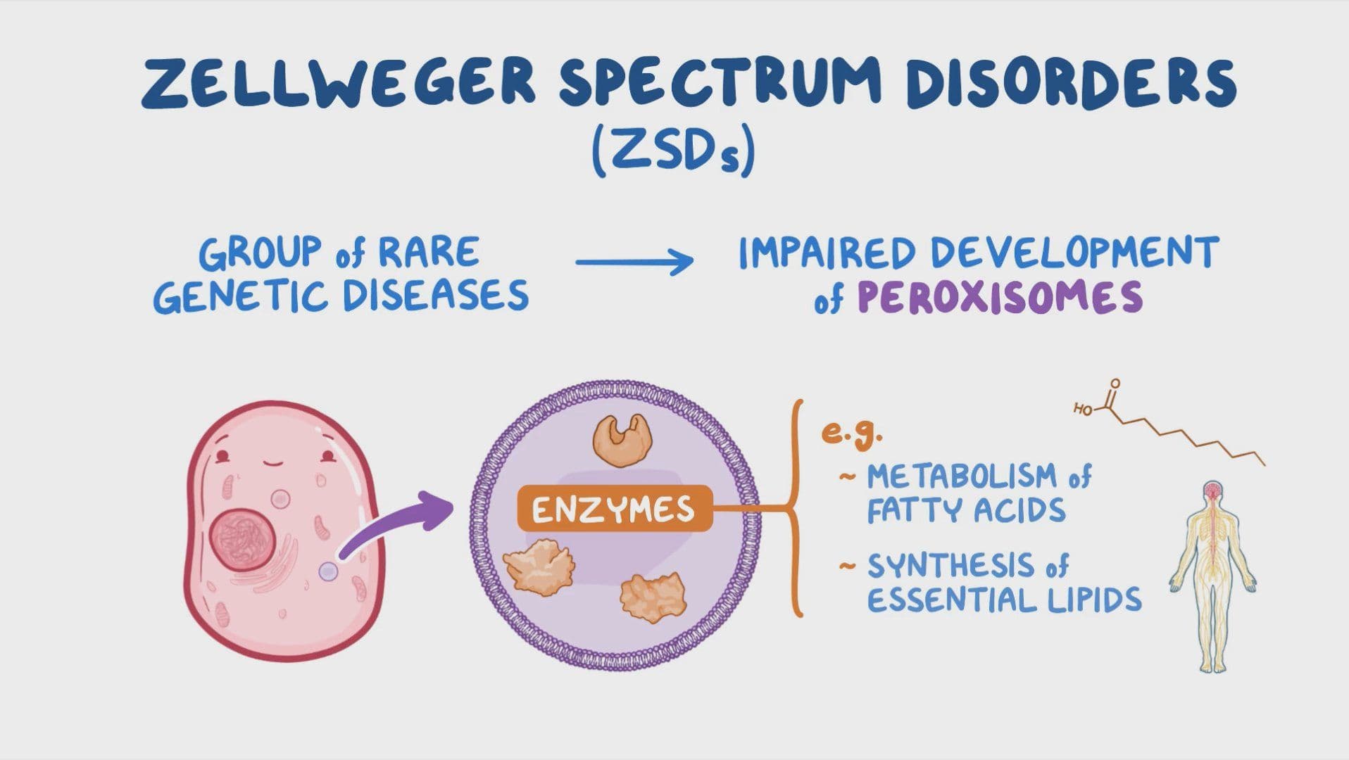 zellweger-spectrum-disorders-nord-video-anatomy-osmosis