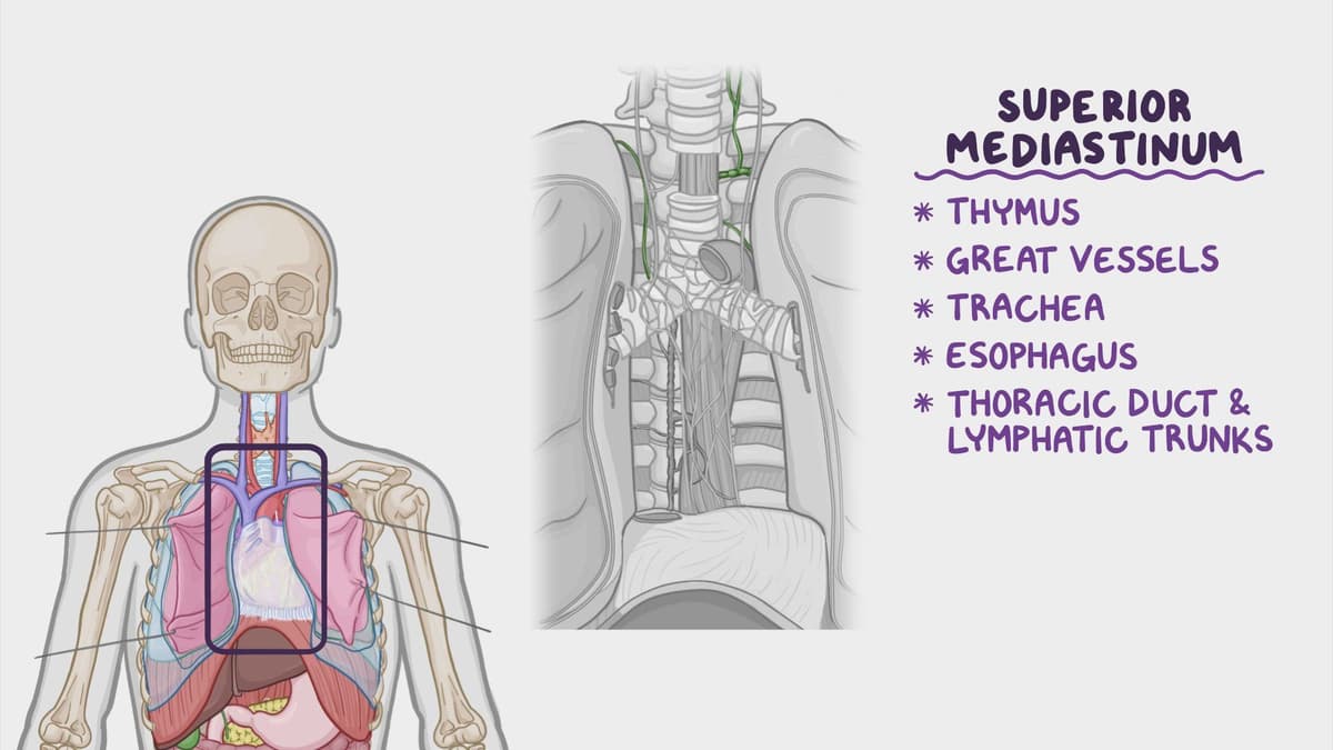 Anatomy of the superior mediastinum: Video & Anatomy | Osmosis