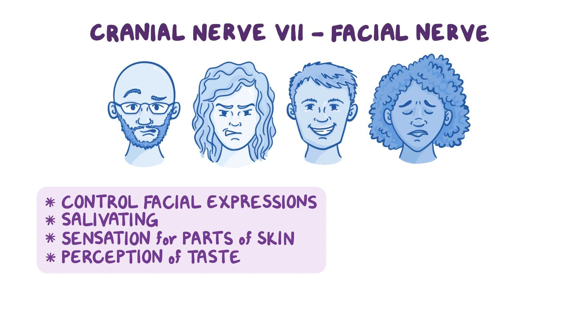 Anatomy of the facial nerve (CN VII): Video & Anatomy | Osmosis