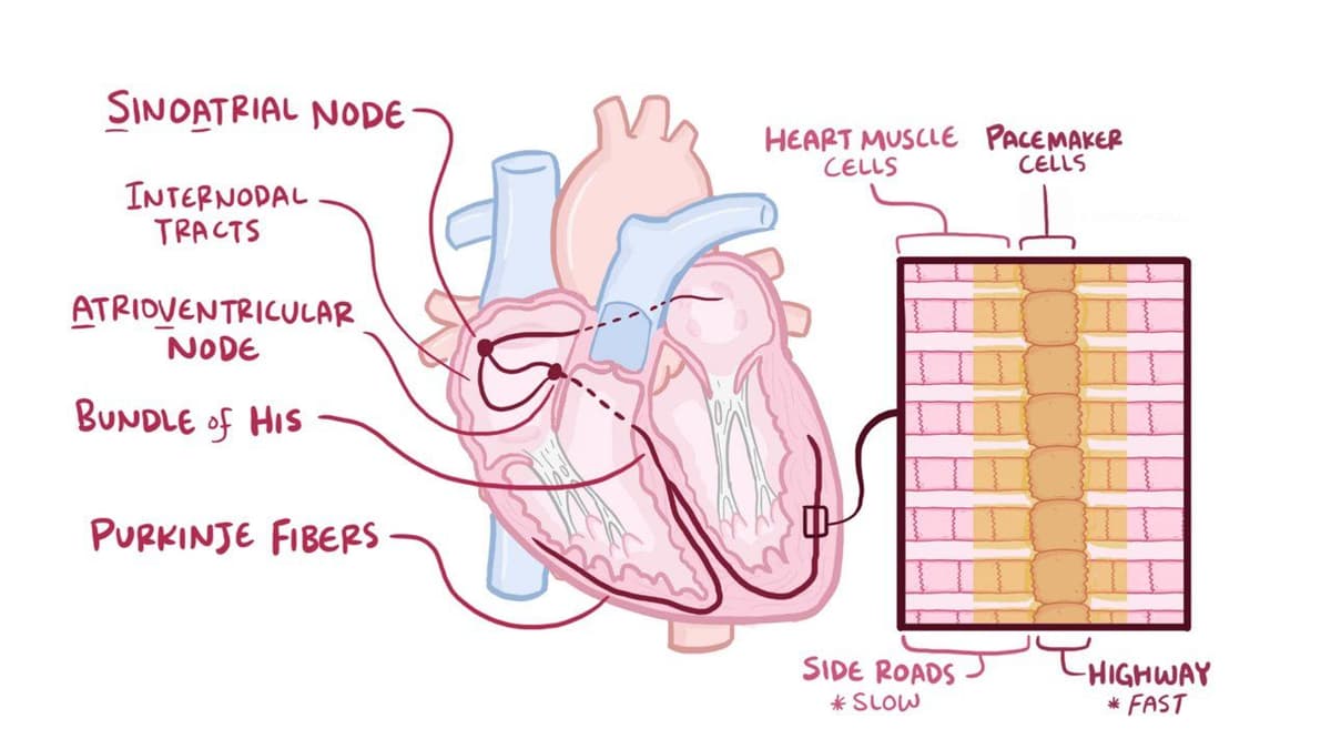Action potentials in pacemaker cells: Video & Anatomy | Osmosis