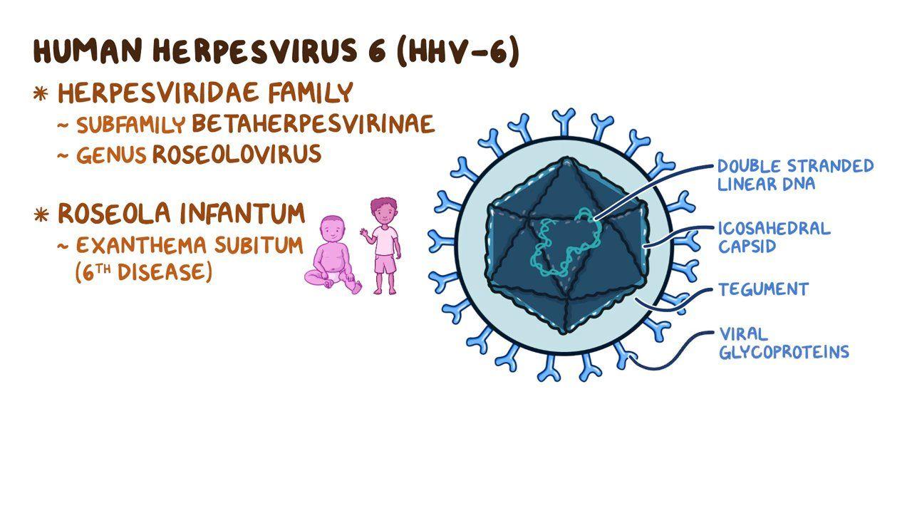 human-herpesvirus-6-roseola-video-anatomy-osmosis
