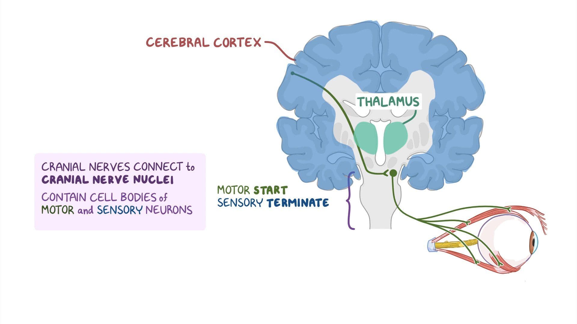 Cranial nerve pathways: Video, Anatomy & Definition | Osmosis
