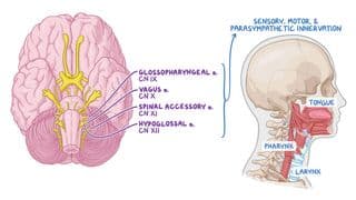 Bulbar Palsy: What Is It, Causes, Diagnosis, Treatments, and More | Osmosis