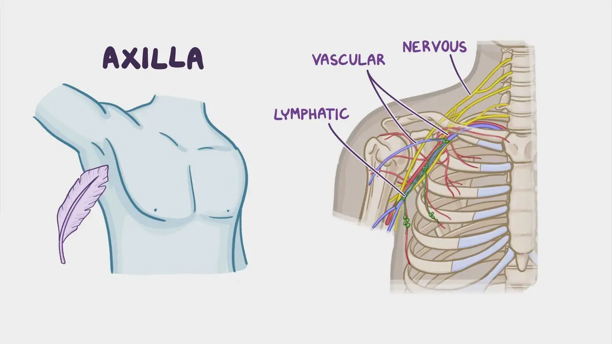 Axilla Compression Back Correlaciones clínicas de anatomía: Axila: Vídeo | Osmosis