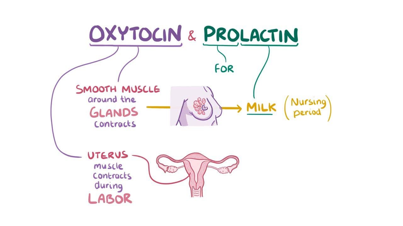 Oxytocin And Prolactin Video Anatomy Definition Osmosis oxytocin-and-prolactin-video-anatomy-definition-osmosis
