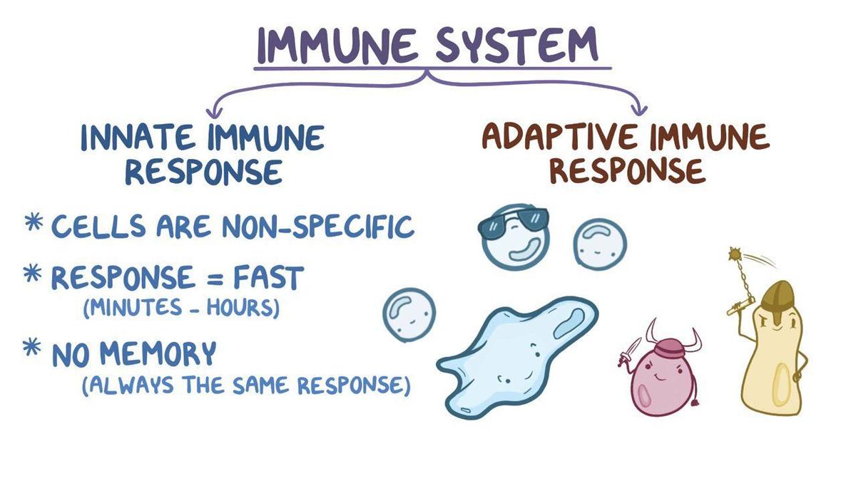 Video Innate Immune System Osmosis Video Innate Immune System Osmosis