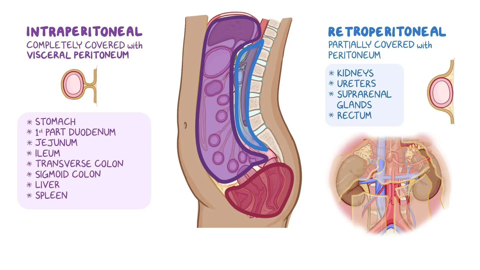 Peritoneal Bleed Video: Anatomy of the peritoneum and peritoneal cavity | Osmosis